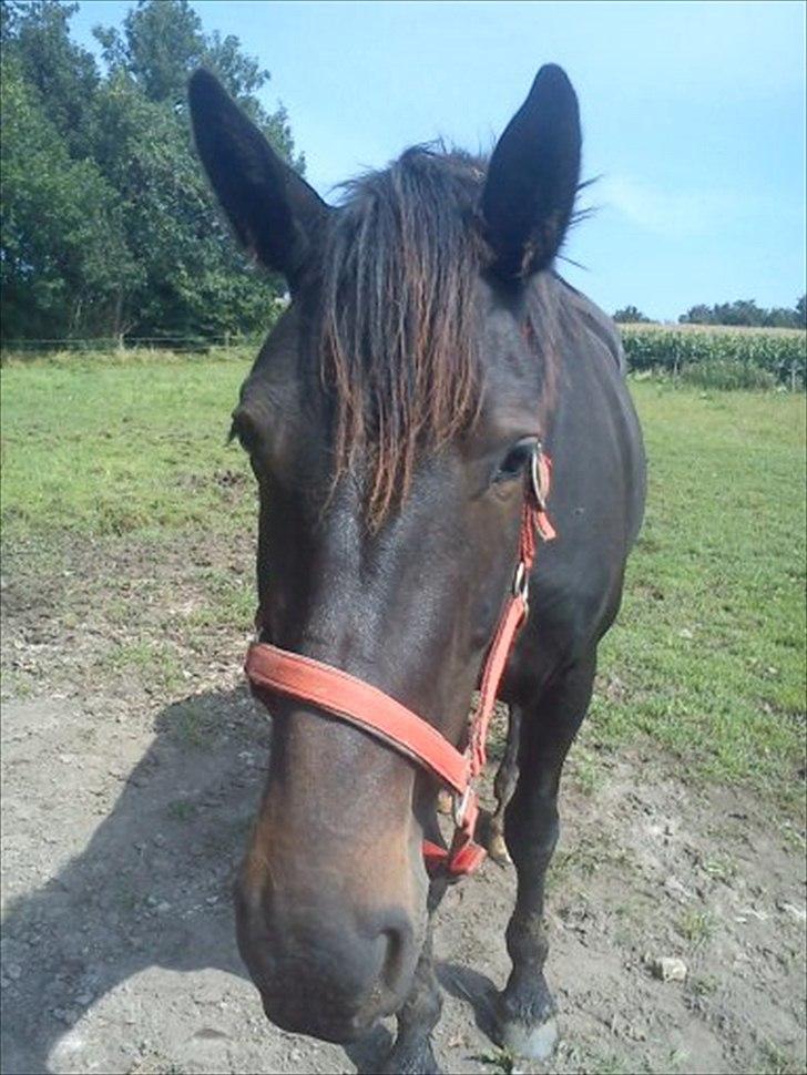 Anden særlig race Bella * Himmelhest* - Hej mor!! Så smukt et hoved hun har. billede 17