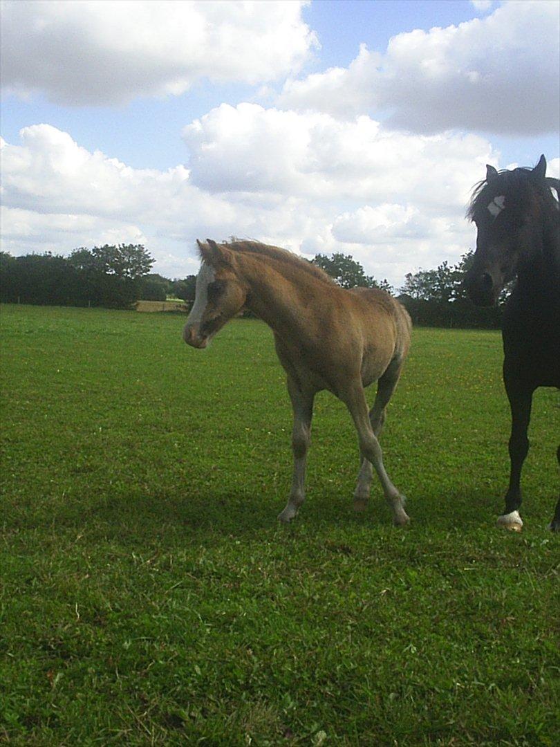 Welsh Cob (sec D) Vanmann´s Verdi - Fra d.22/8 2011 billede 12
