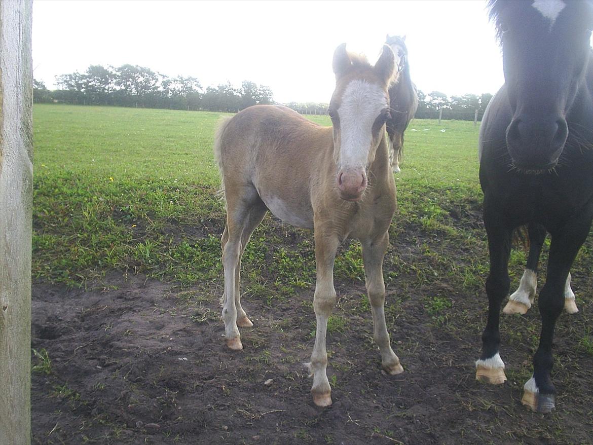 Welsh Cob (sec D) Vanmann´s Verdi billede 13