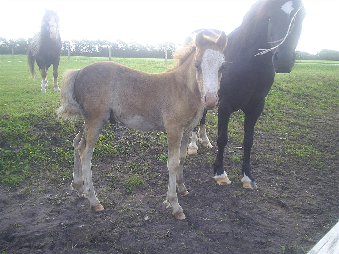 Welsh Cob (sec D) Vanmann´s Verdi billede 14