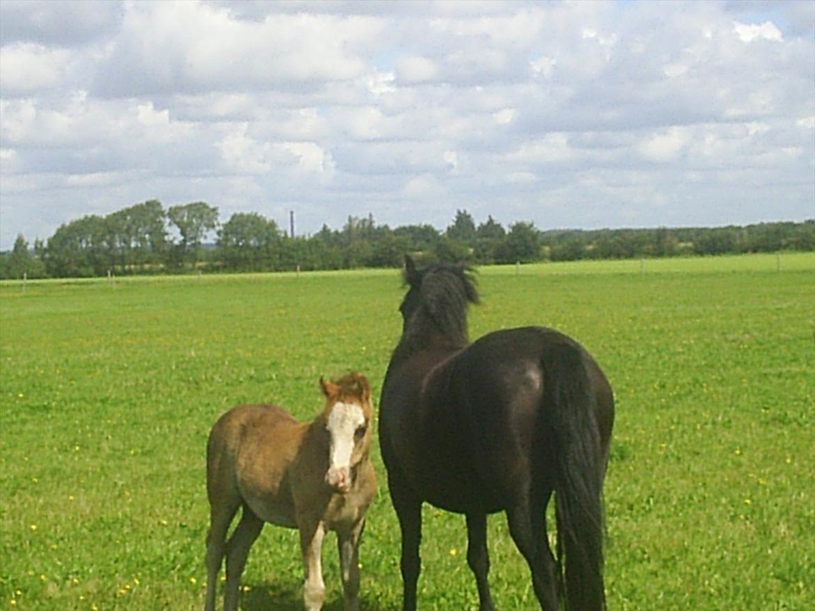 Welsh Cob (sec D) Vanmann´s Verdi billede 15