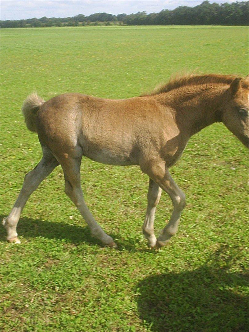 Welsh Cob (sec D) Vanmann´s Verdi billede 16