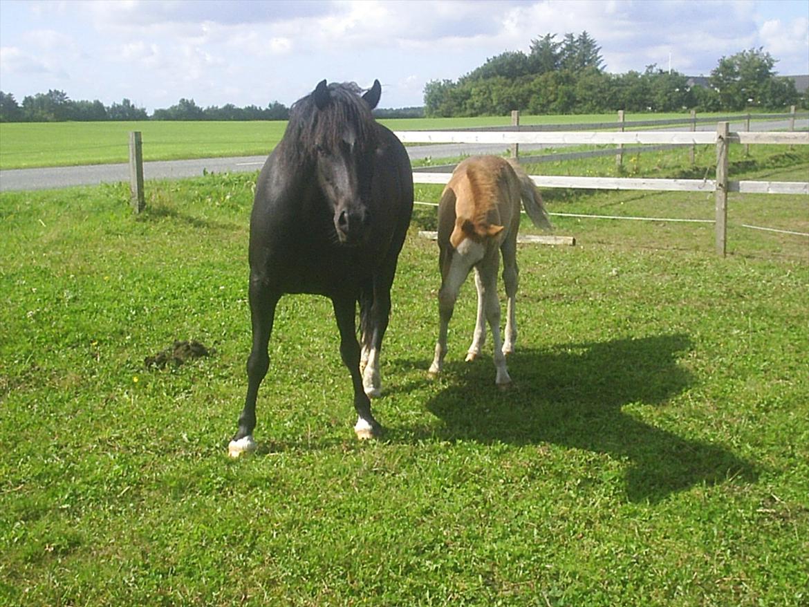 Welsh Cob (sec D) Vanmann´s Verdi billede 17
