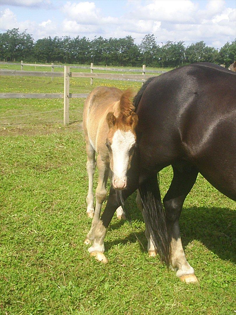 Welsh Cob (sec D) Vanmann´s Verdi billede 18
