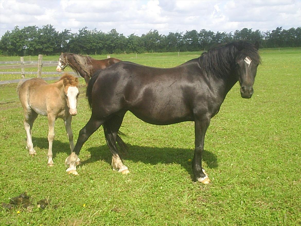Welsh Cob (sec D) Vanmann´s Verdi billede 19