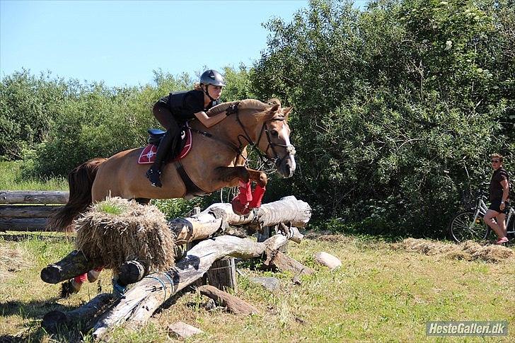 Anden særlig race Golden Amber..Hjemme igen<3 - Super militarypony... billede 15