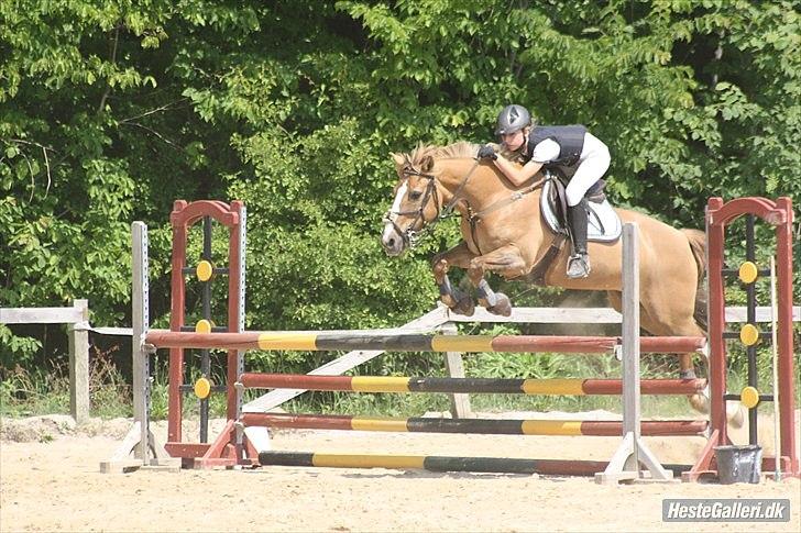 Anden særlig race Golden Amber..Hjemme igen<3 billede 17