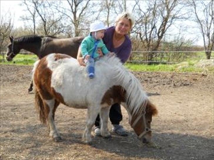 Shetlænder Trille - lille trille med lillebror<3 billede 11