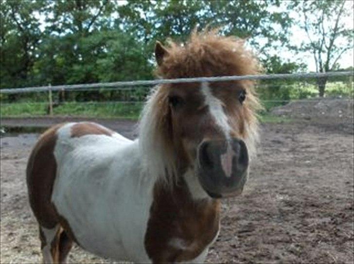 Shetlænder Trille - hvad er det<3 billede 12