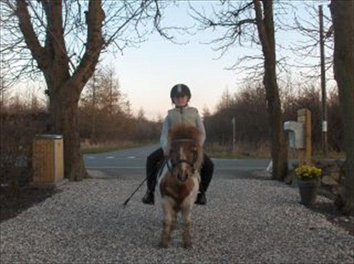 Shetlænder Trille - skovtur<3 billede 14