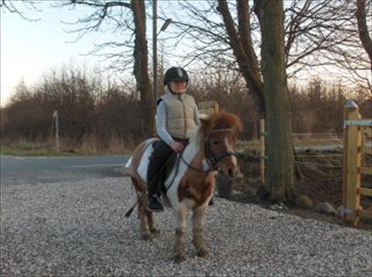 Shetlænder Trille - skovtur billede 15