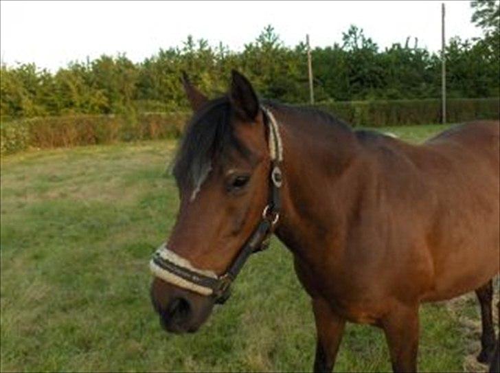 Anden særlig race Jackpot - <3 billede 8