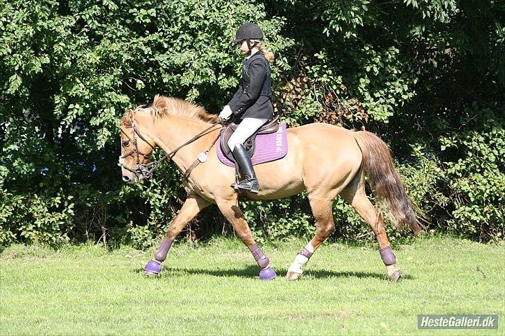 Anden særlig race Golden Amber..Hjemme igen<3 - Store hestedag 2010 billede 19