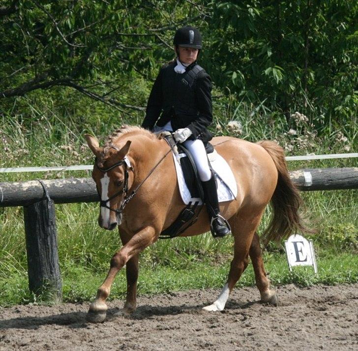 Anden særlig race Golden Amber..Hjemme igen<3 - ..elsker bare dette billede..dressurponyen Amber billede 20