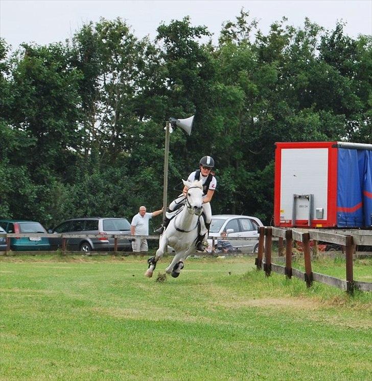 Sportsaraber (A) Jacklyn - til væddeløb i pandrup 2011 hvor vi blev nr 2 billede 13