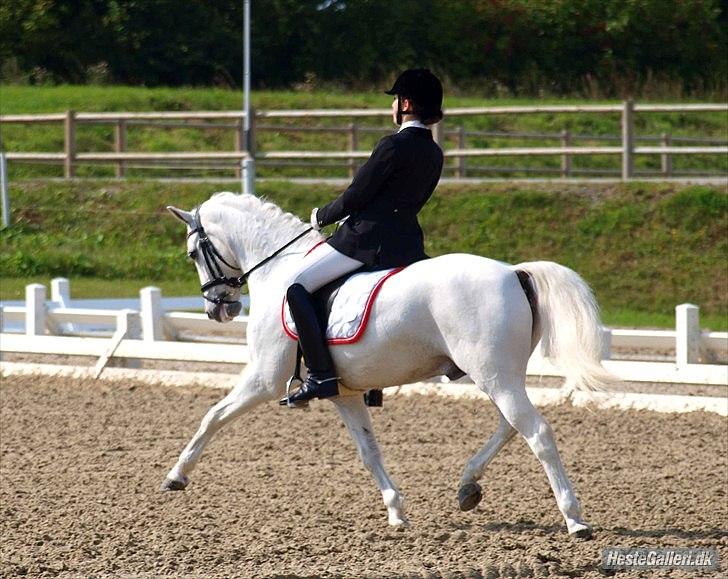 Anden særlig race Silver Picasso*A pony* - Dm i middelfart 2011 :-) foto : Kathrine Bruun billede 19