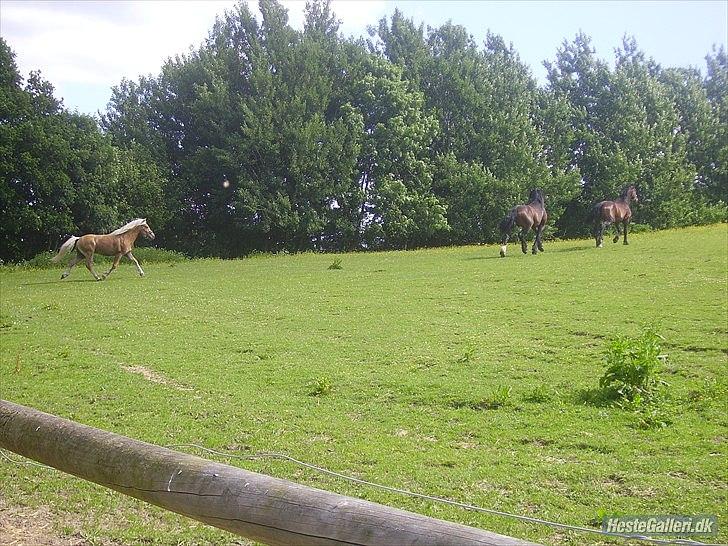 Haflinger Noah hestvang solgt billede 12