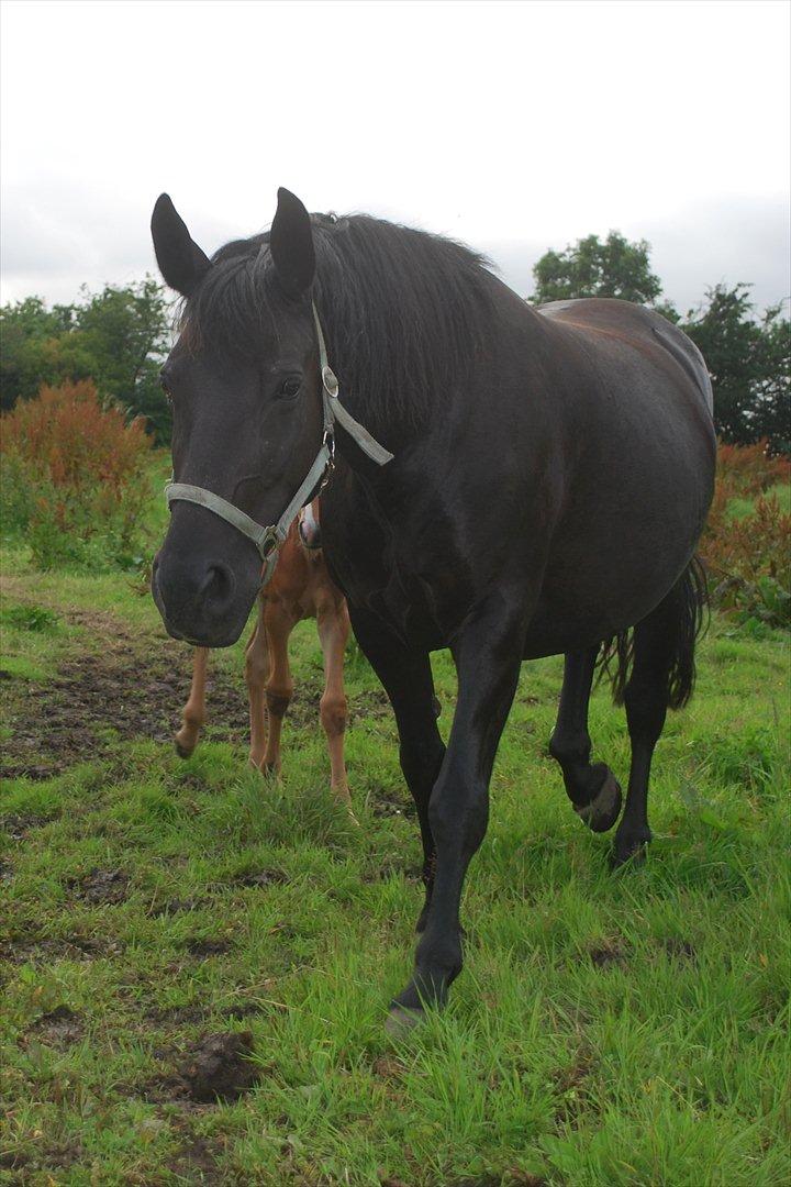 Anden særlig race ballerina  billede 1