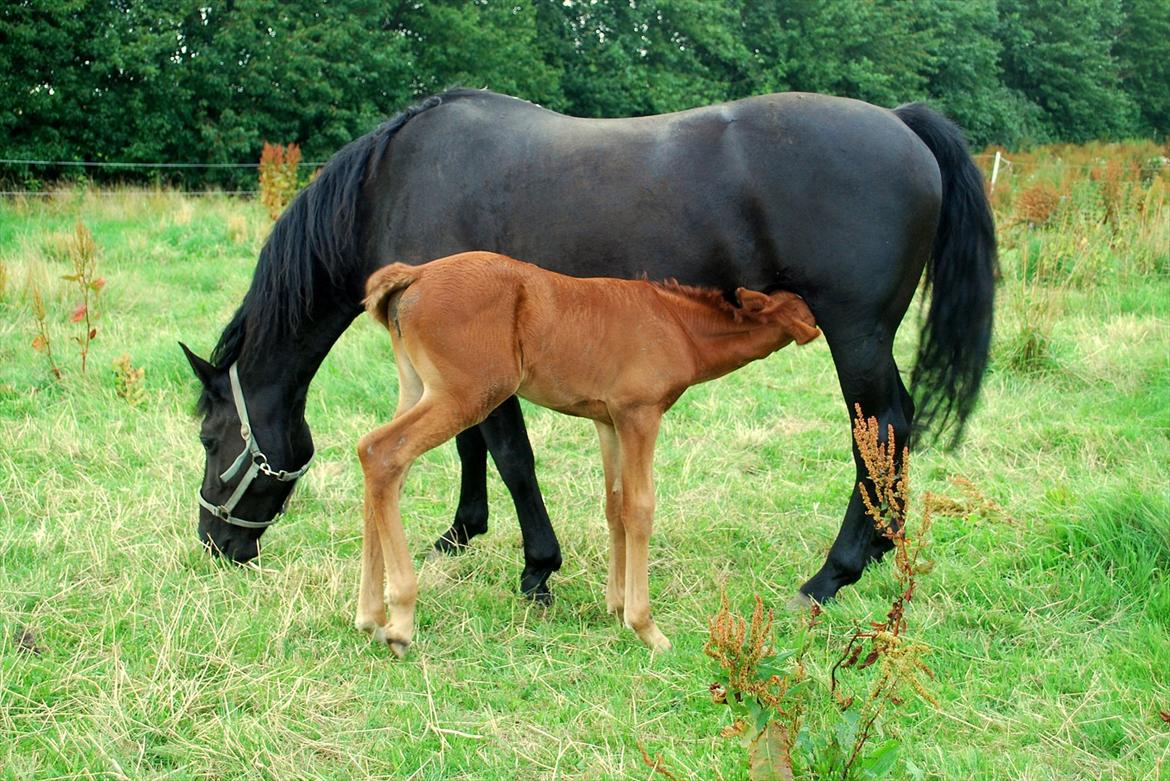 Anden særlig race ballerina  billede 2