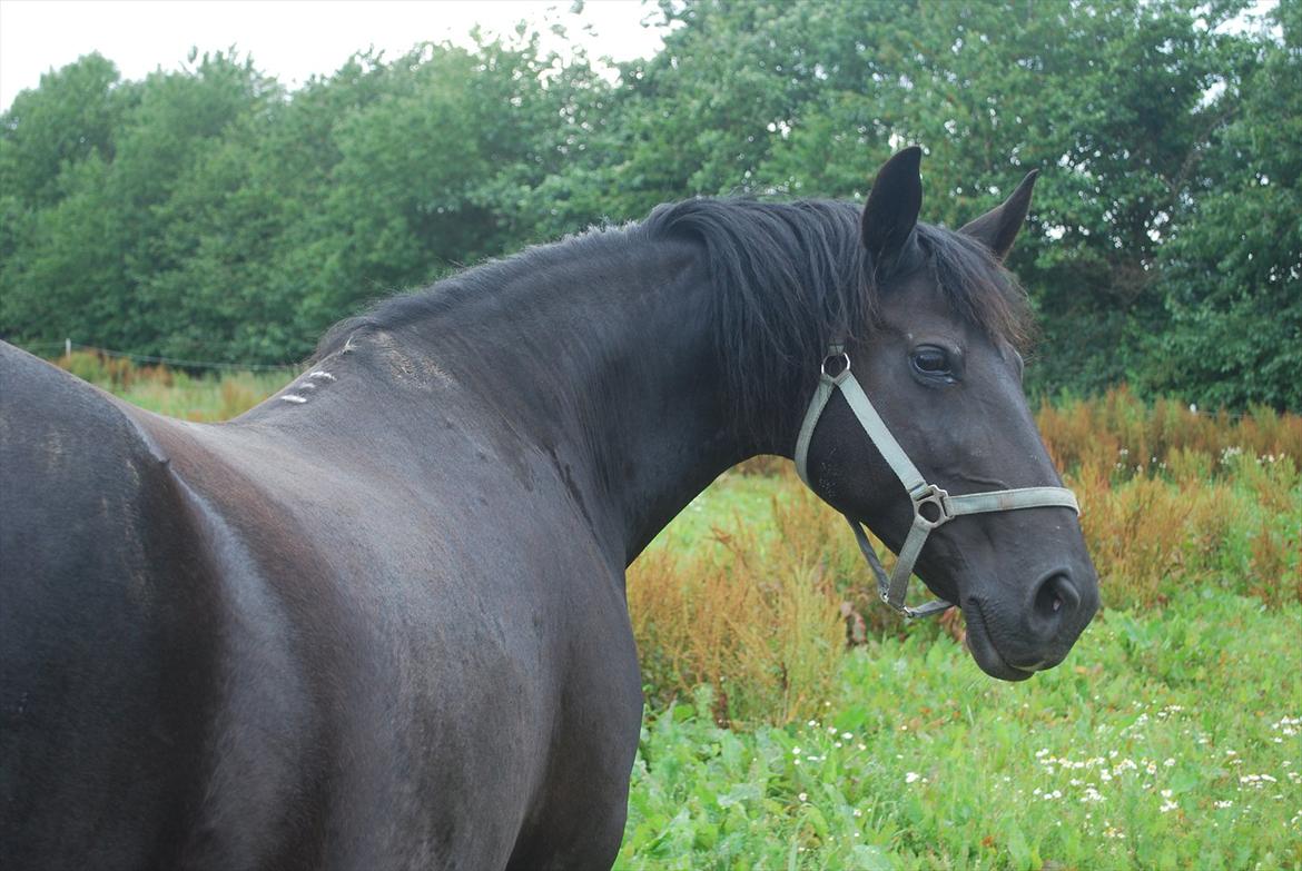 Anden særlig race ballerina  billede 3