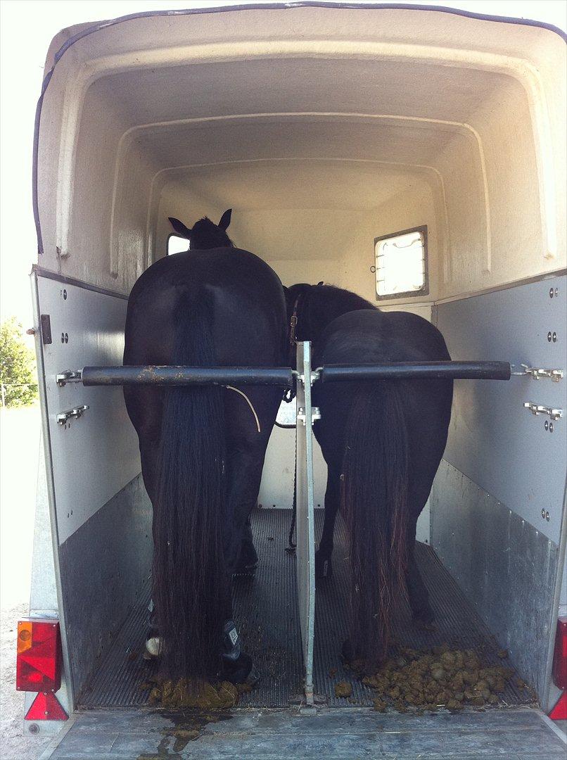 Oldenborg Atlas - Atlas og Bob på deres første trailer tur sammen, de var SÅ gode :) 
Fotograf. Julie Sundberg billede 15
