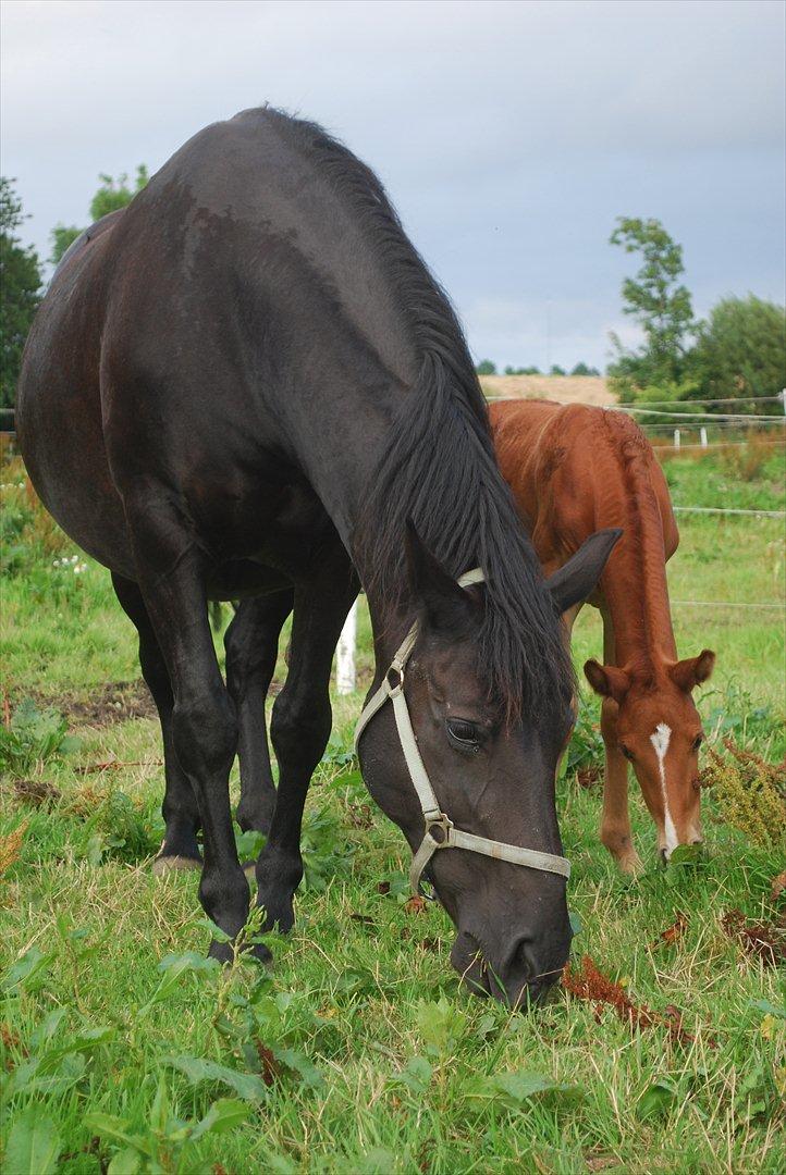 Anden særlig race ballerina  billede 4