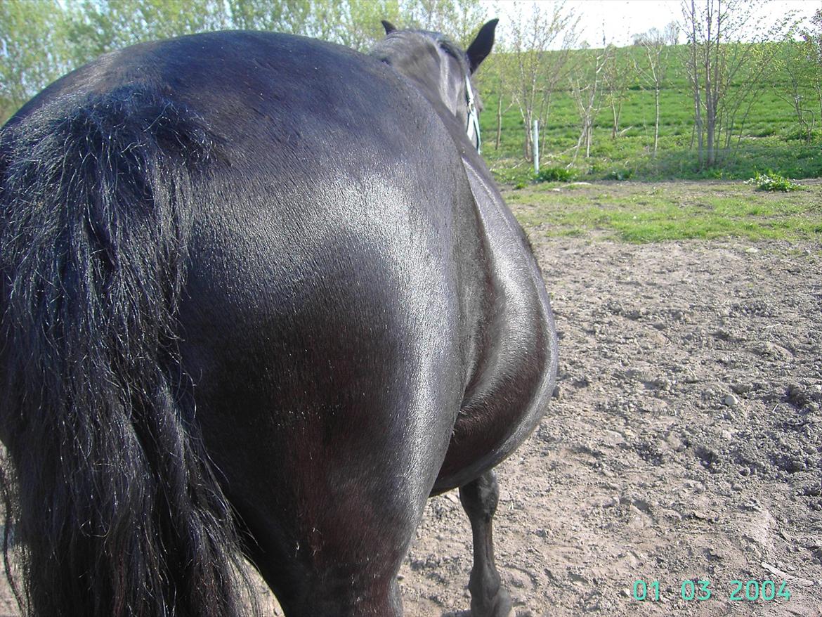 Anden særlig race ballerina  - ca et par mdr før hun folede billede 5