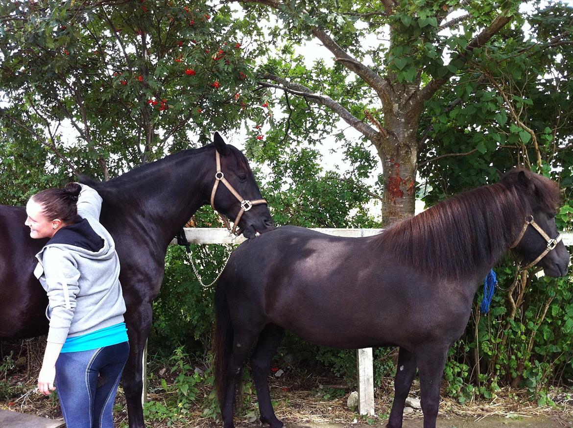 Oldenborg Atlas - Fælles nusning :p
Mig, Atlas og Bob :) 
Fotograf. Ann-lie Ravn Pedersen billede 16