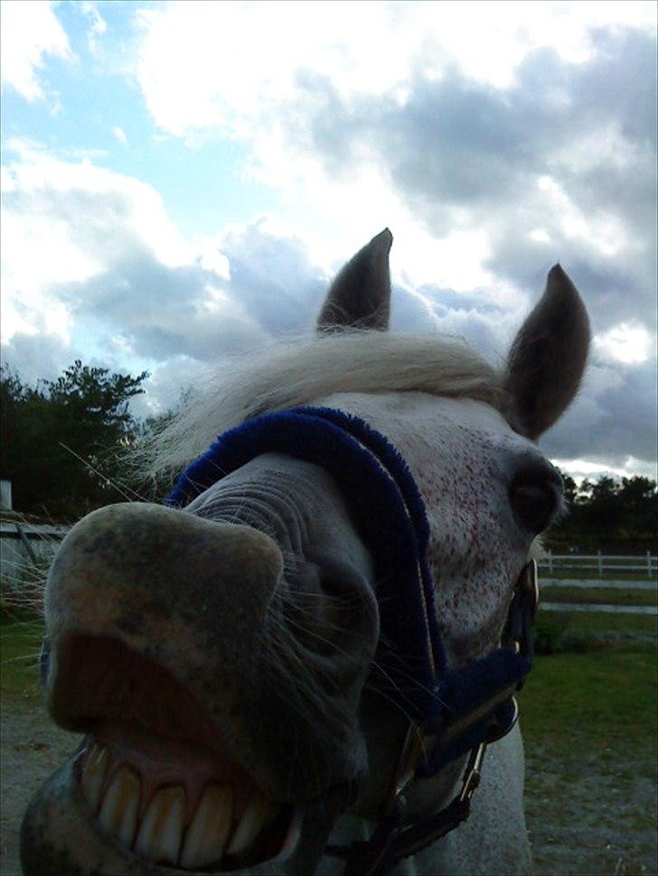 Connemara Blue  - MÅ IKKE KOPIRES
 billede 6