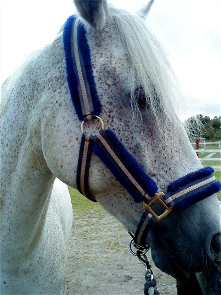 Connemara Blue  billede 7