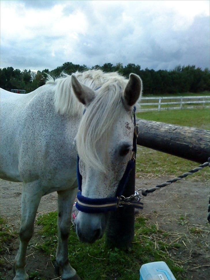 Connemara Blue  billede 8