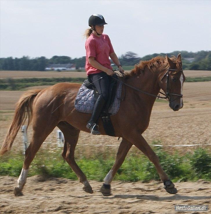 Tysk Varmblod romeo herkules/solgt - super god øgning
foto:louise algrensen billede 13