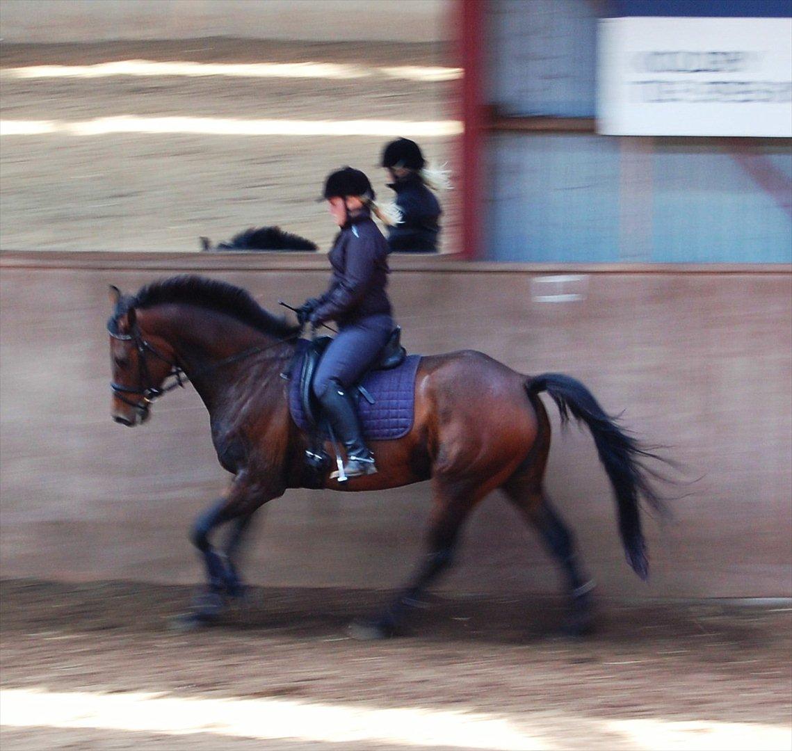 Dansk Varmblod SAVAH - Hun har stadig ikke verdens bedste balance i galop, men det blir bedre :-) billede 10