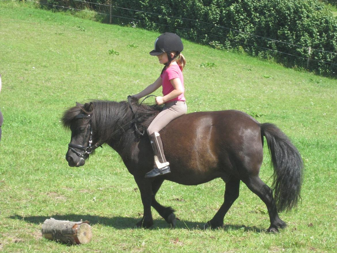 Shetlænder Robin Af Skårupøre - Nikoline rider nu helt selv i skridt på Robin billede 20