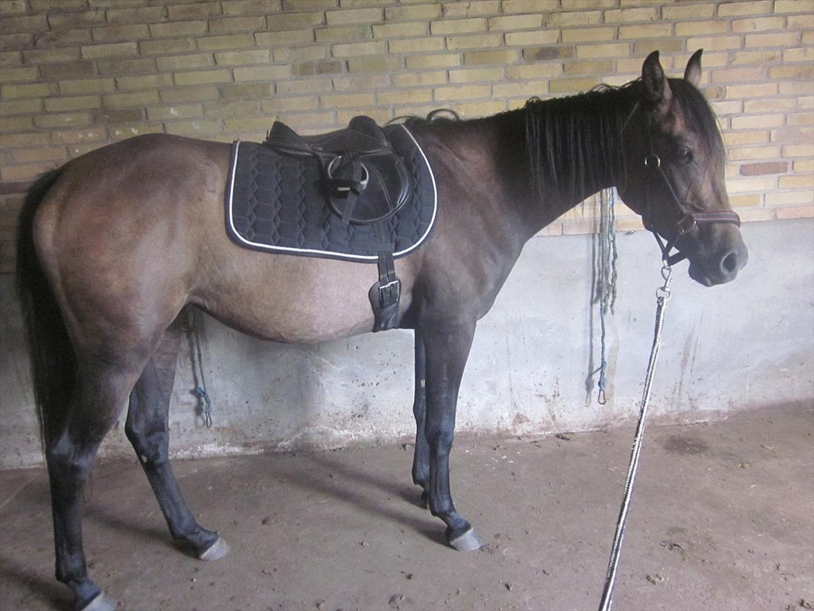 Anden særlig race Payback billede 14