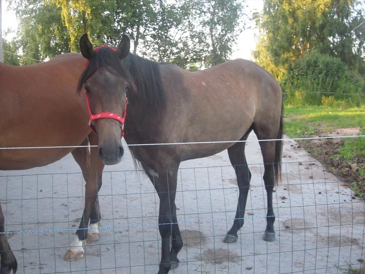 Anden særlig race Payback billede 15