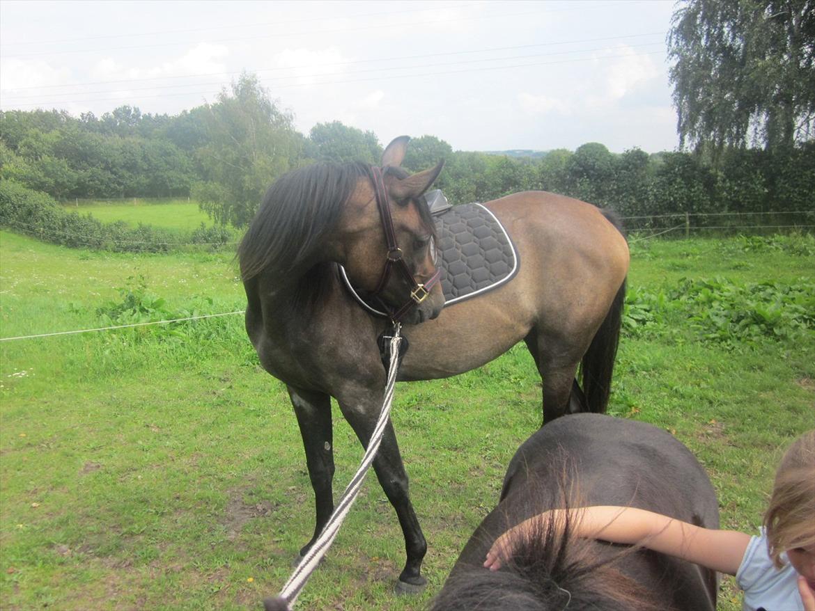 Anden særlig race Payback billede 16