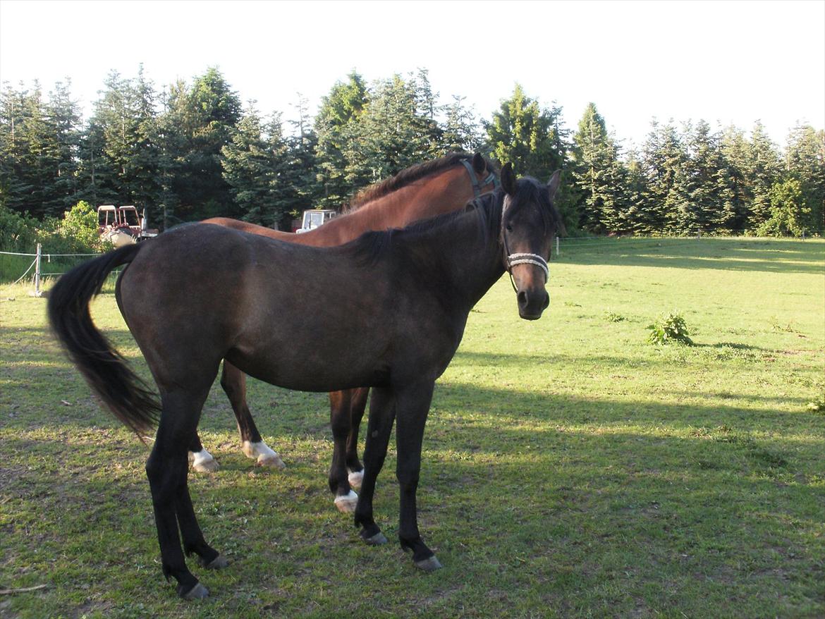 Anden særlig race Payback billede 17