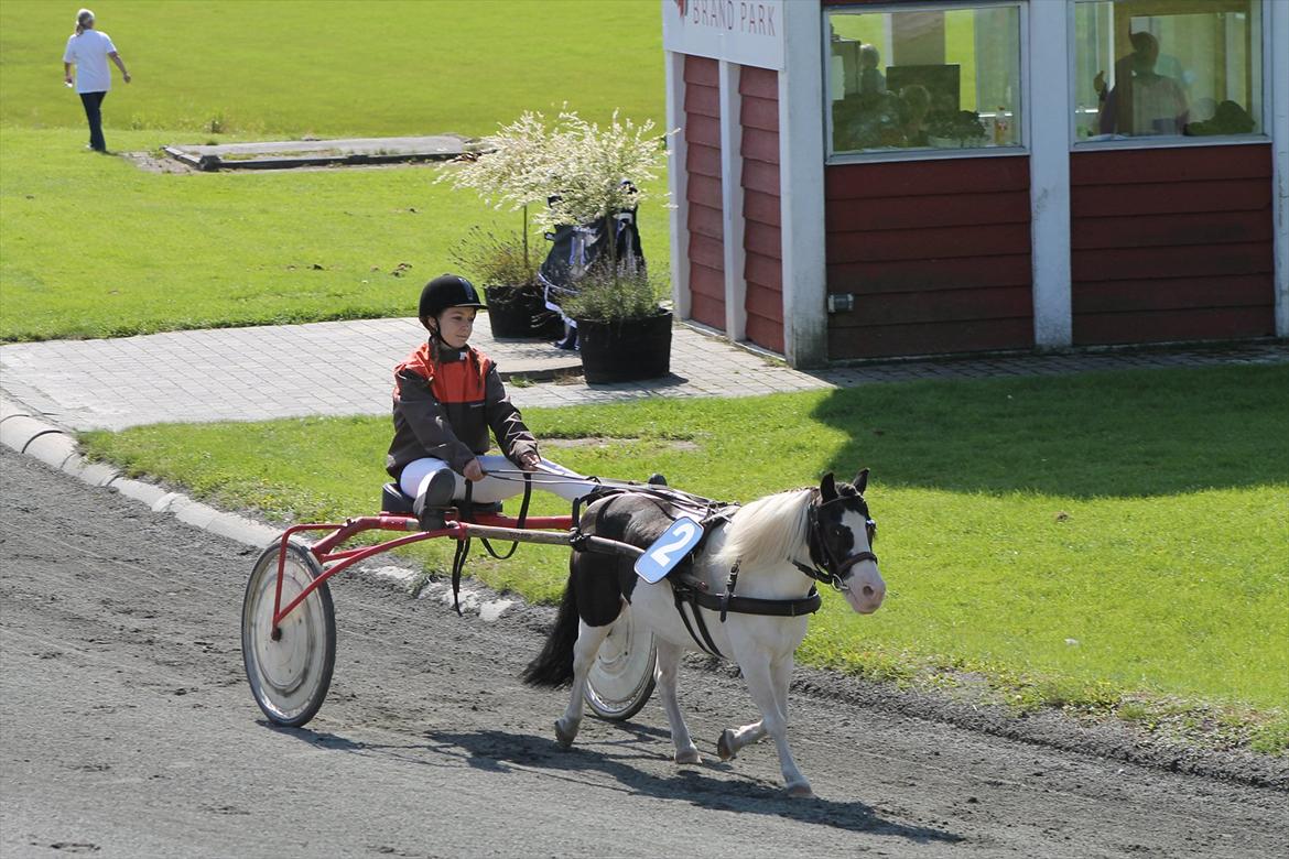 Shetlænder Daisy - Til bm i ponytrav!<3 billede 16