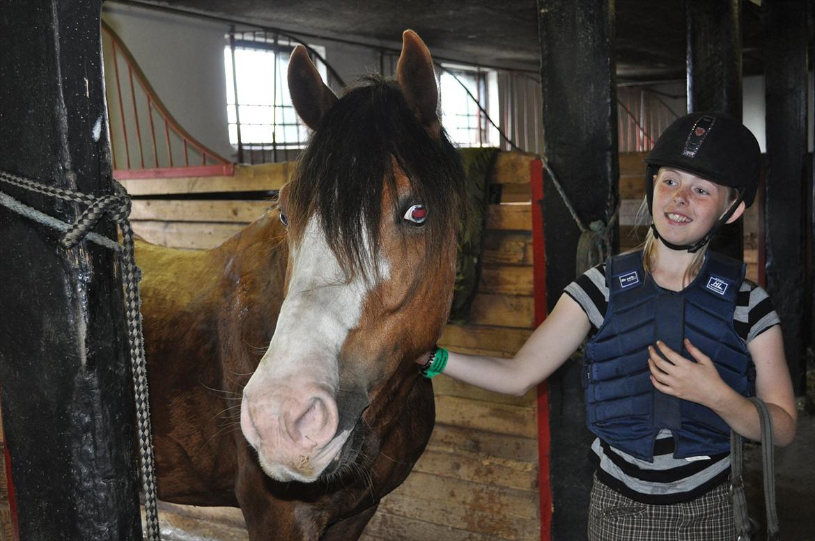 Anden særlig race Cornelius Junior  billede 10