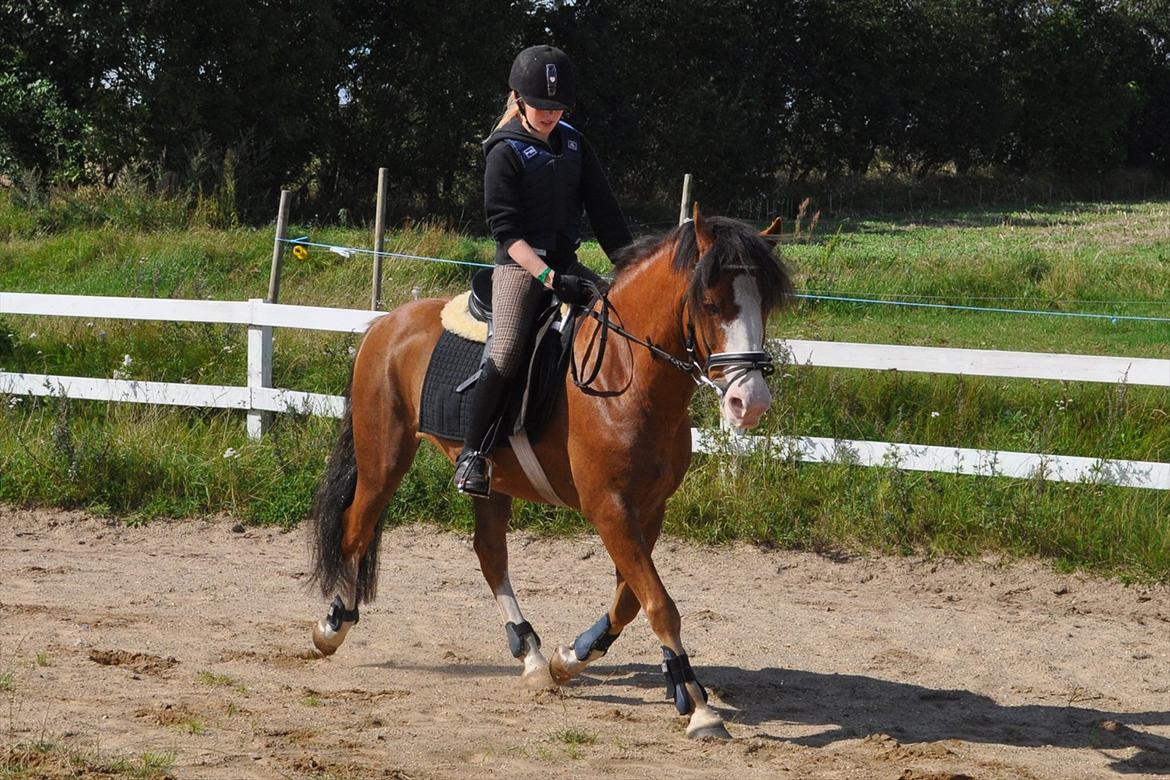 Anden særlig race Cornelius Junior  - Første ridetur hjemmme:) billede 8