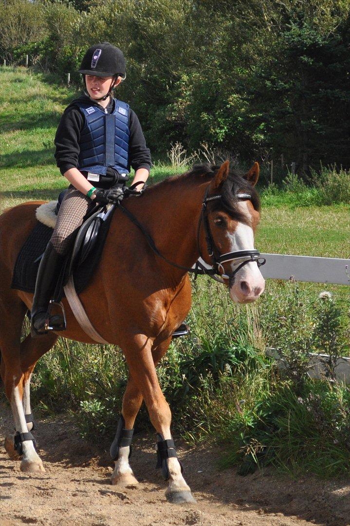 Anden særlig race Cornelius Junior  billede 15