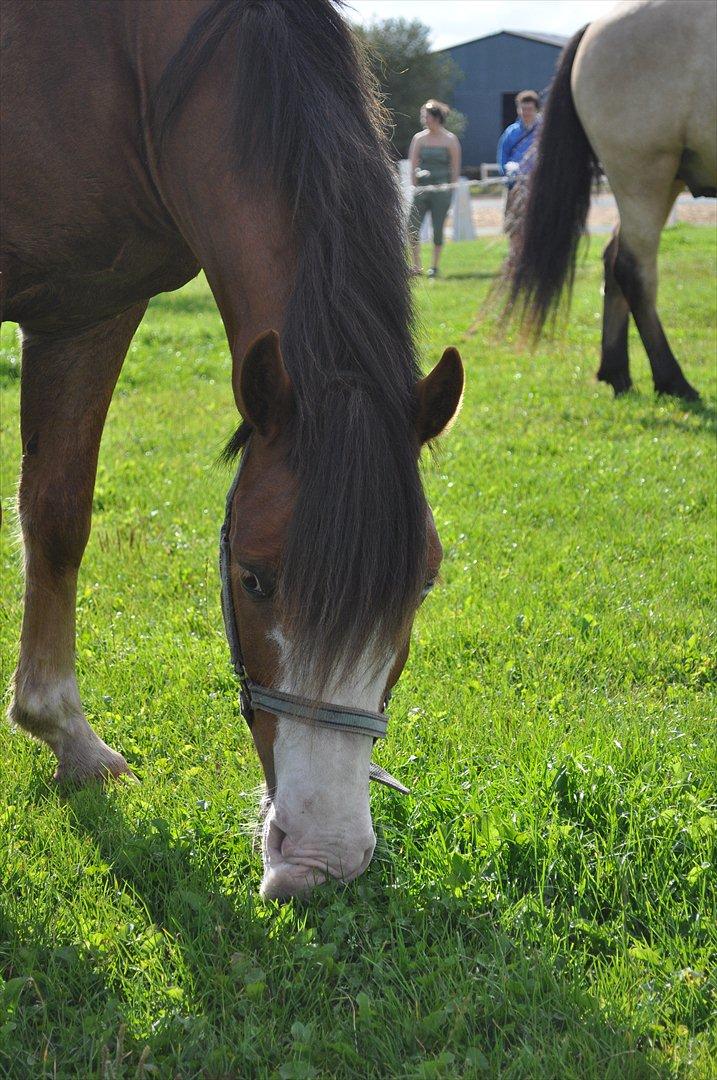 Anden særlig race Cornelius Junior  billede 14