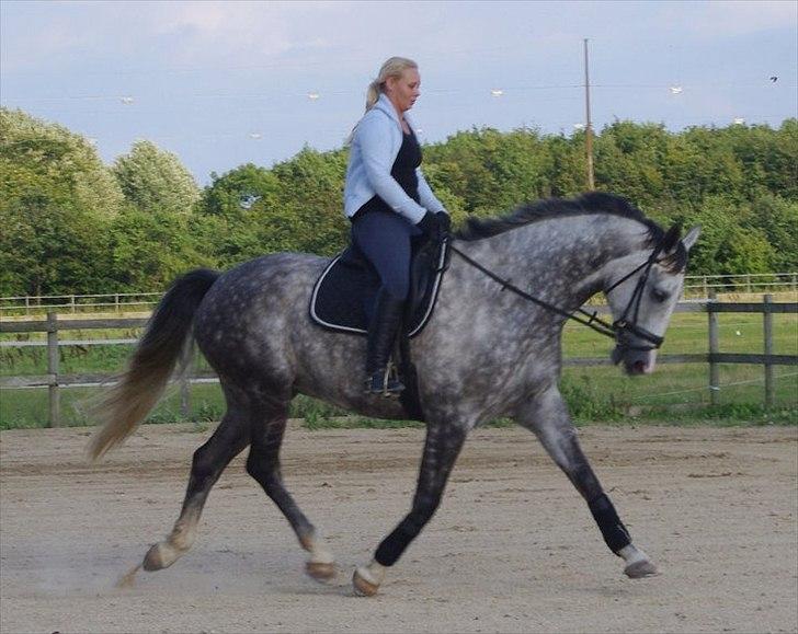 Dansk Varmblod Holkjærs Diablo - Træning af Diablo.
Taget af: Tina lodal .  billede 19