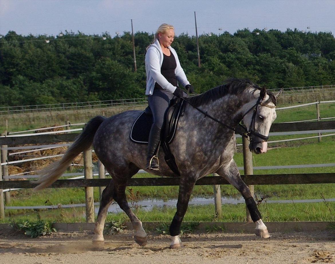 Dansk Varmblod Holkjærs Diablo - Taget af: Tina lodal. billede 10
