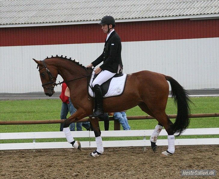 Dansk Varmblod Langagers Loramba - Sadelkåring 2010.. med Michael på ryggen :) billede 10