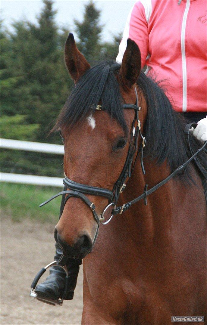 Dansk Varmblod Langagers Loramba - Træning forår 2011 :) billede 13