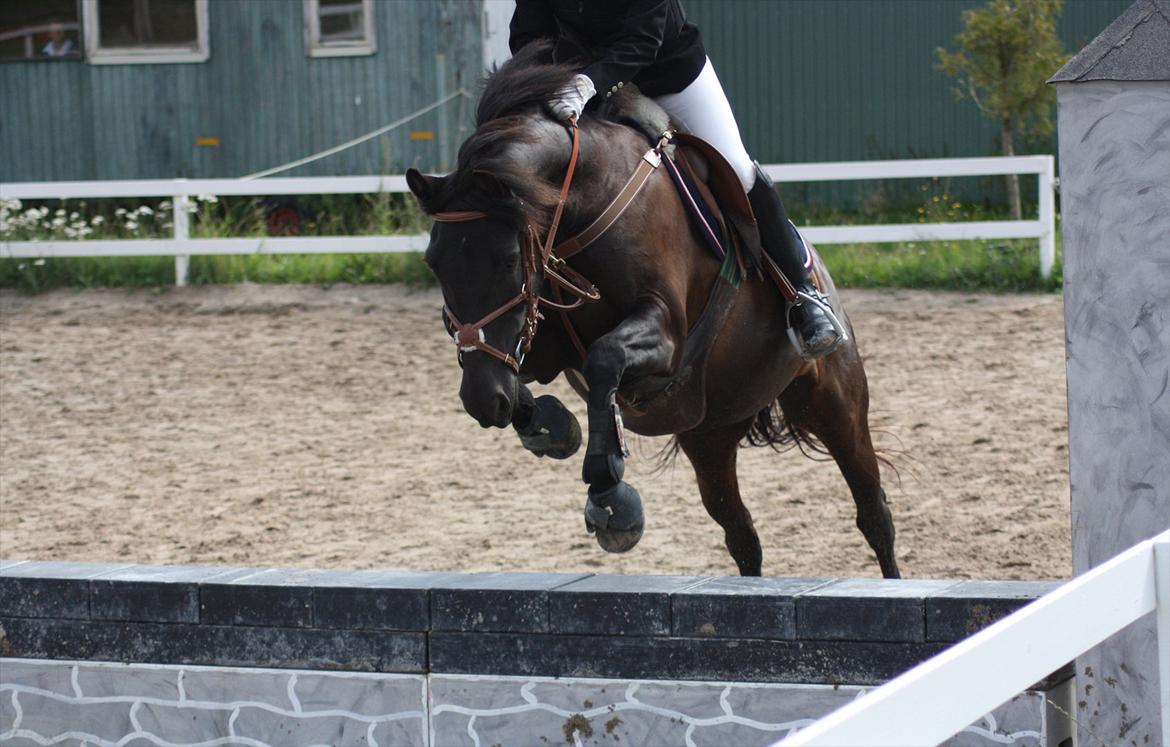 New Forest Lillie-Lund'S Vicki Bell - FOTO: Team Gadehøj 13. august 2011 | Vicki og Mit første stævne! Du er dejlig pony!! <3 billede 16
