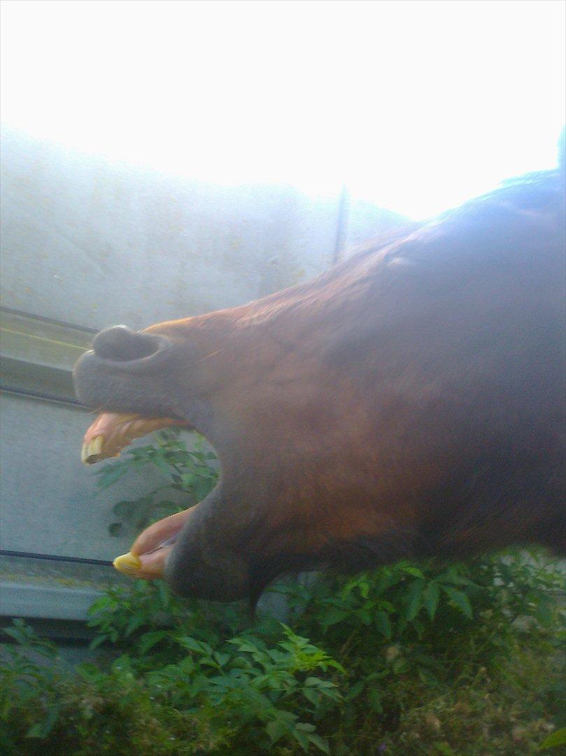 Anden særlig race Flicka - The most amazing pony! <3
Underlig + Underlig = Har det rigtig sjovt sammen!! <3 billede 12