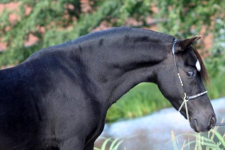 Amerikansk Miniature Candyland Southern Secret - Jette sommeren 2011.
 Foto: Sara Kølbæk billede 10